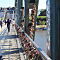 IMG-7901.JPG